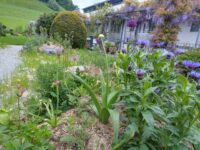 Gartengestaltung mit Ruderalfläche. Bepflanzt mit einheimischen Wildpflanzen